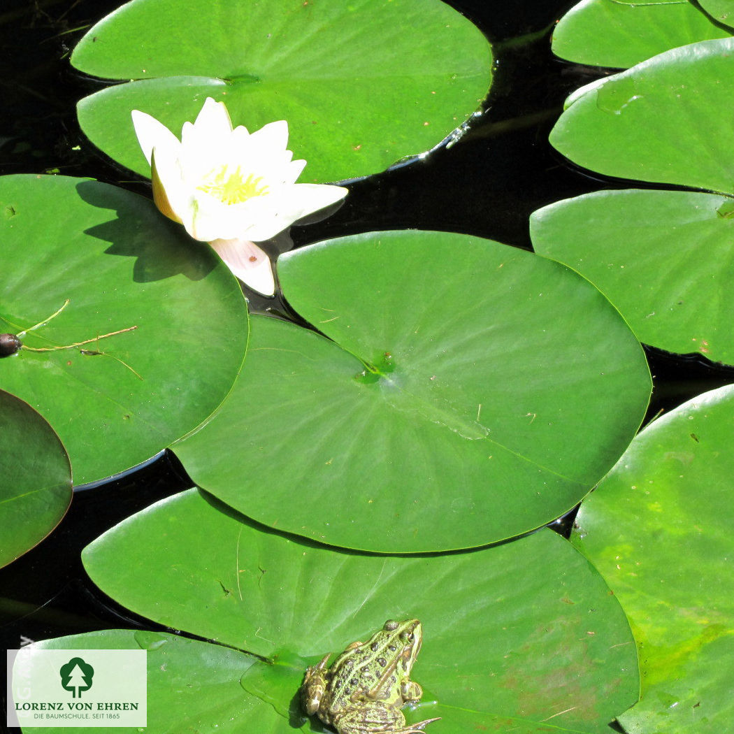 Nymphaea alba