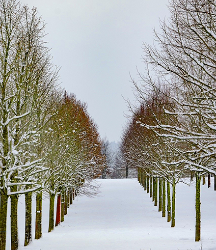 Schnee zwischen Baumreihen