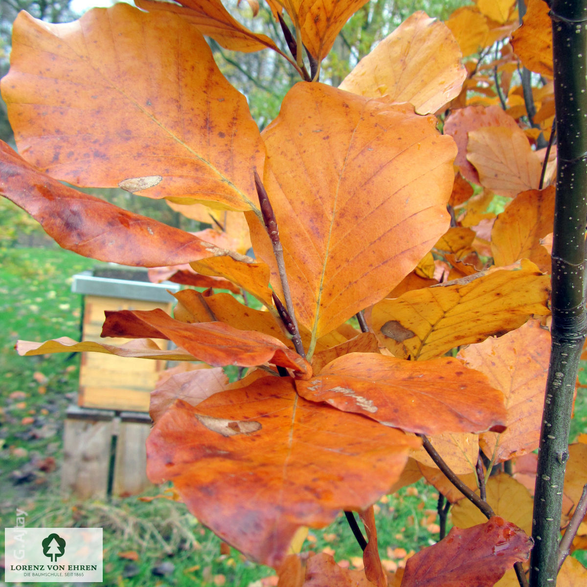 Fagus sylvatica 'Dawyck Gold'