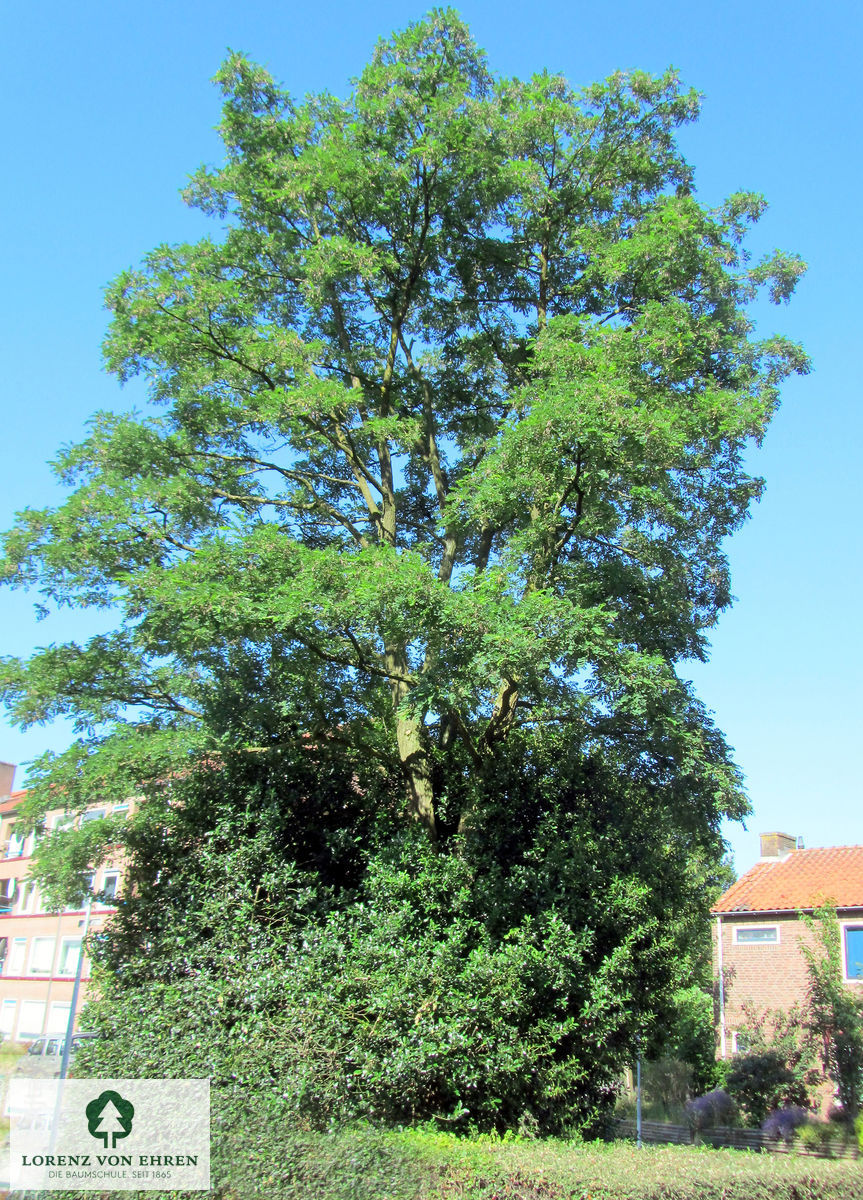 Robinia pseudoacacia 'Bessoniana'