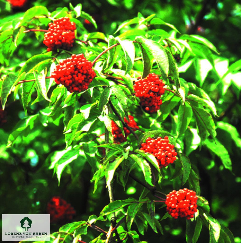 Sambucus racemosa