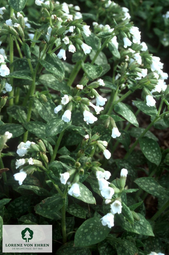 Pulmonaria officinalis 'Sissinghurst White'