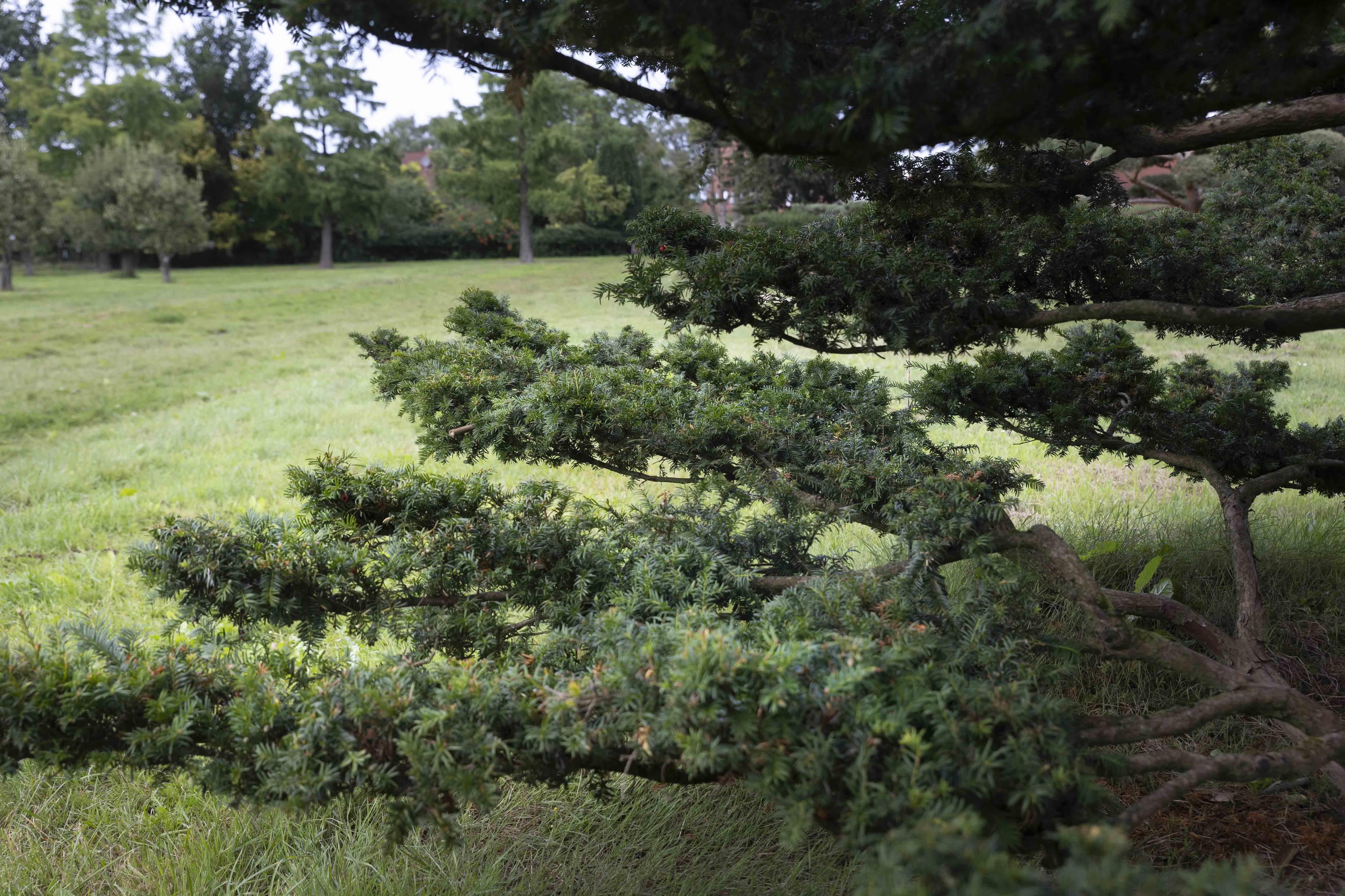 Taxus baccata Bonsai 