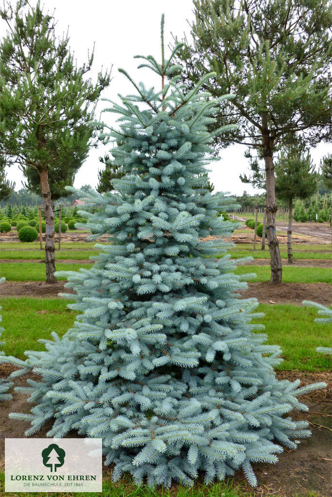 Picea pungens 'Edith' Baumschule LvE