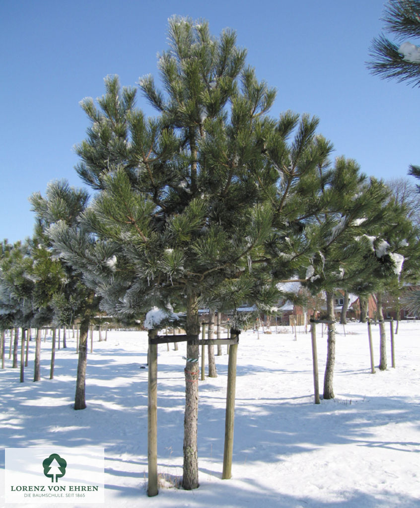 Pinus nigra austriaca