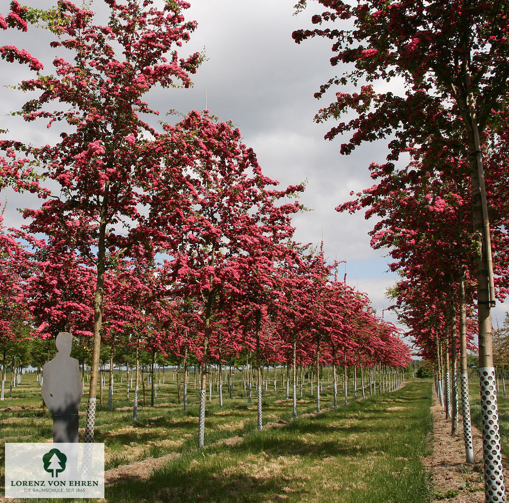 Crataegus laevigata 'Paul's Scarlet'