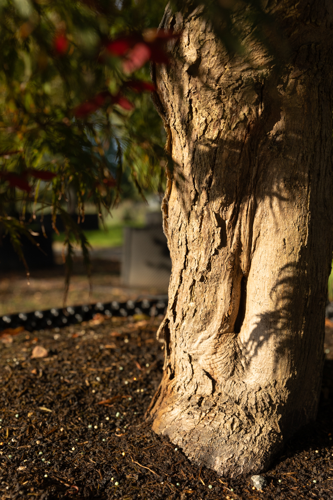 Acer palmatum 'Dissectum' VJ