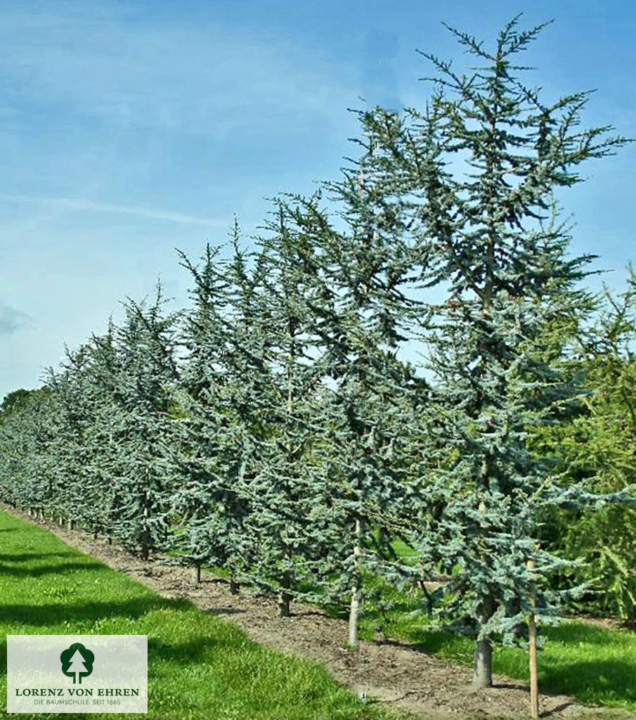 Cedrus atlantica 'Glauca'