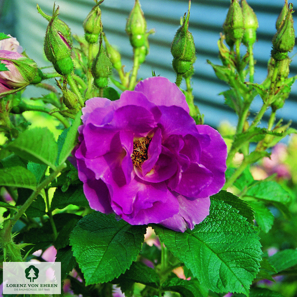 Rosa 'Polarsonne'