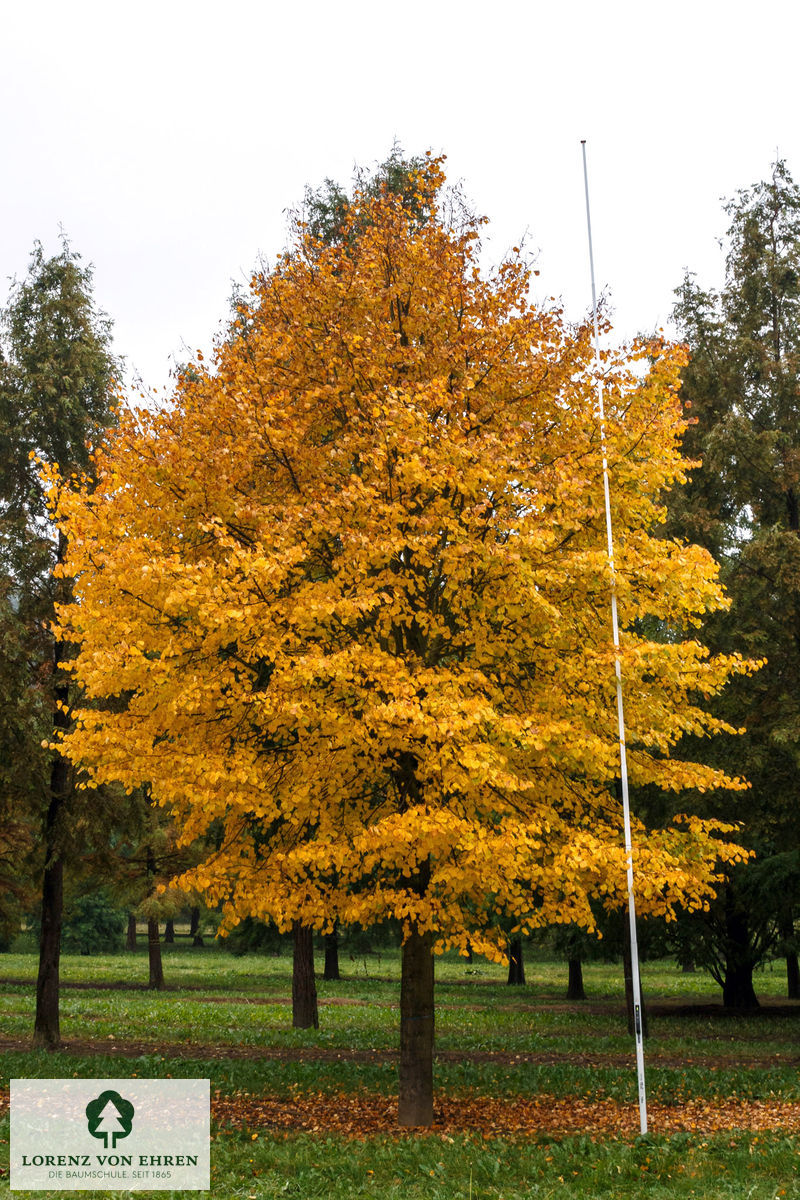 Tilia cordata