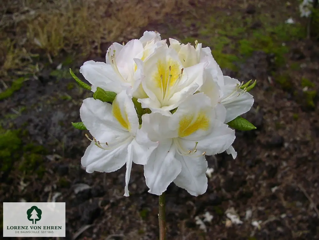 Rhododendron Azalea 'Persil'