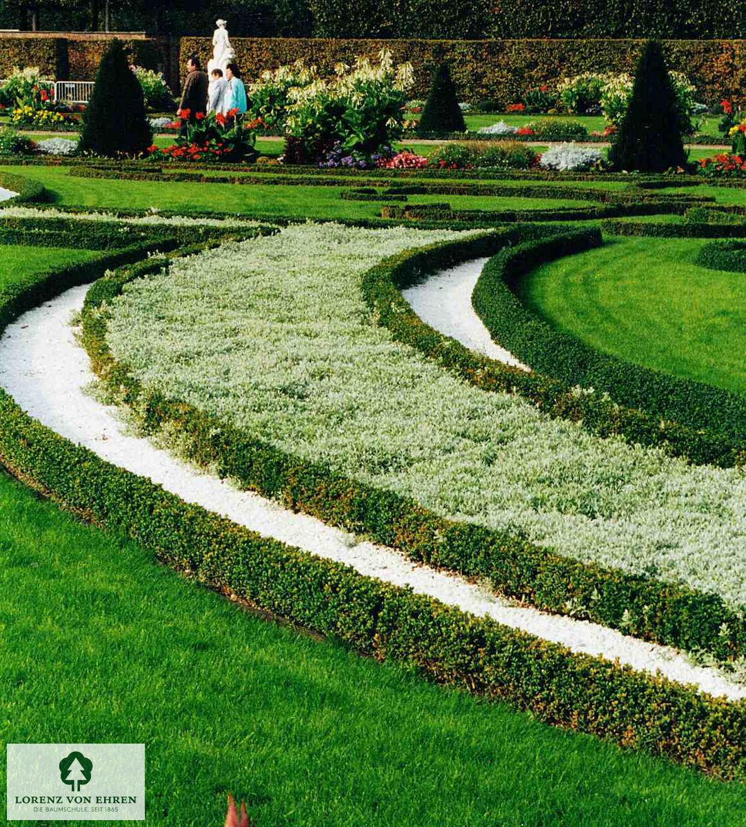 Cerastium tomentosum 'Silberteppich'