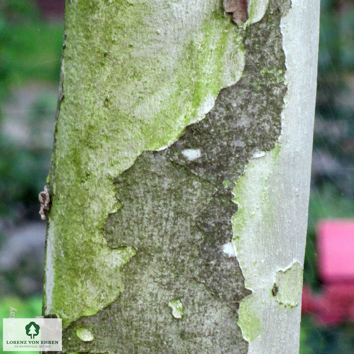 Platanus acerifolia 'Tremonia'