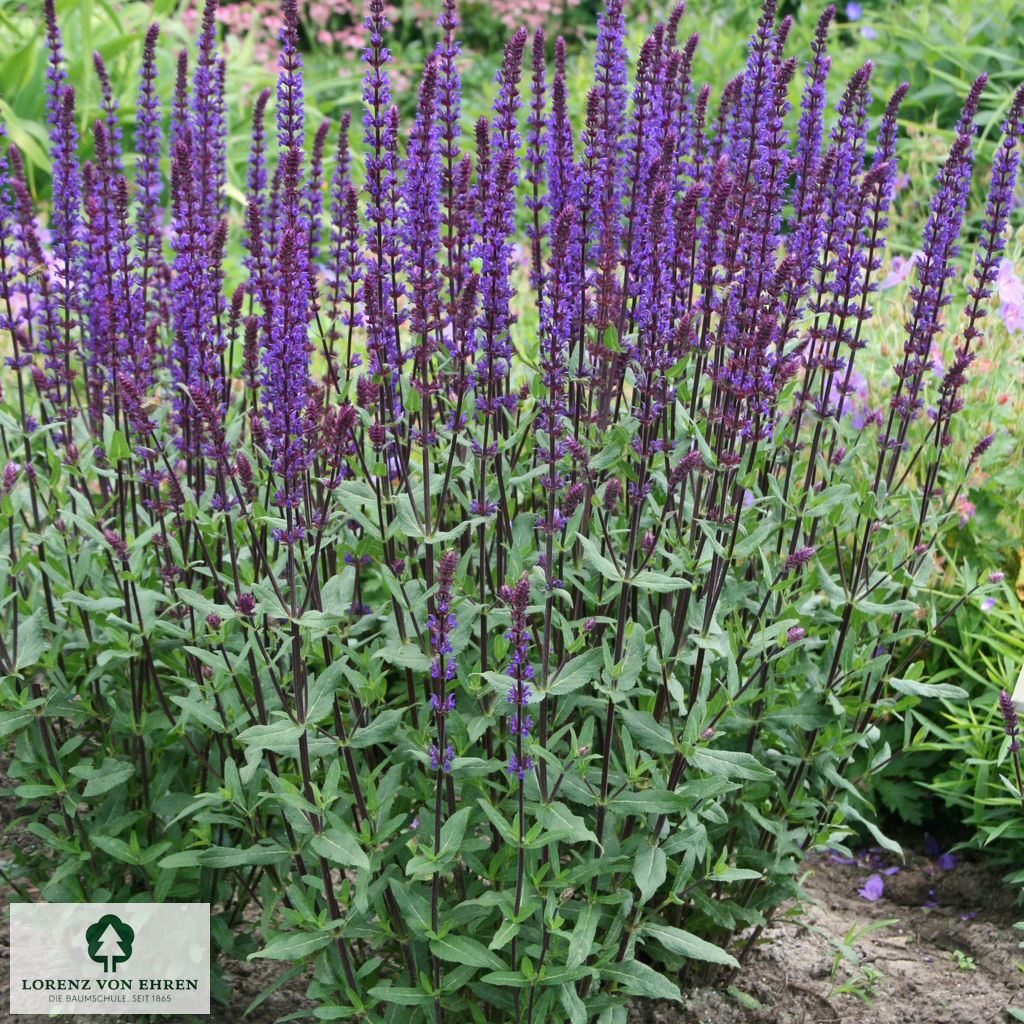 Salvia nemorosa 'Caradonna'