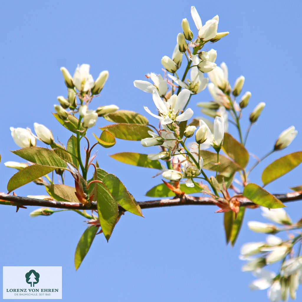 Amelanchier 'Ballerina'