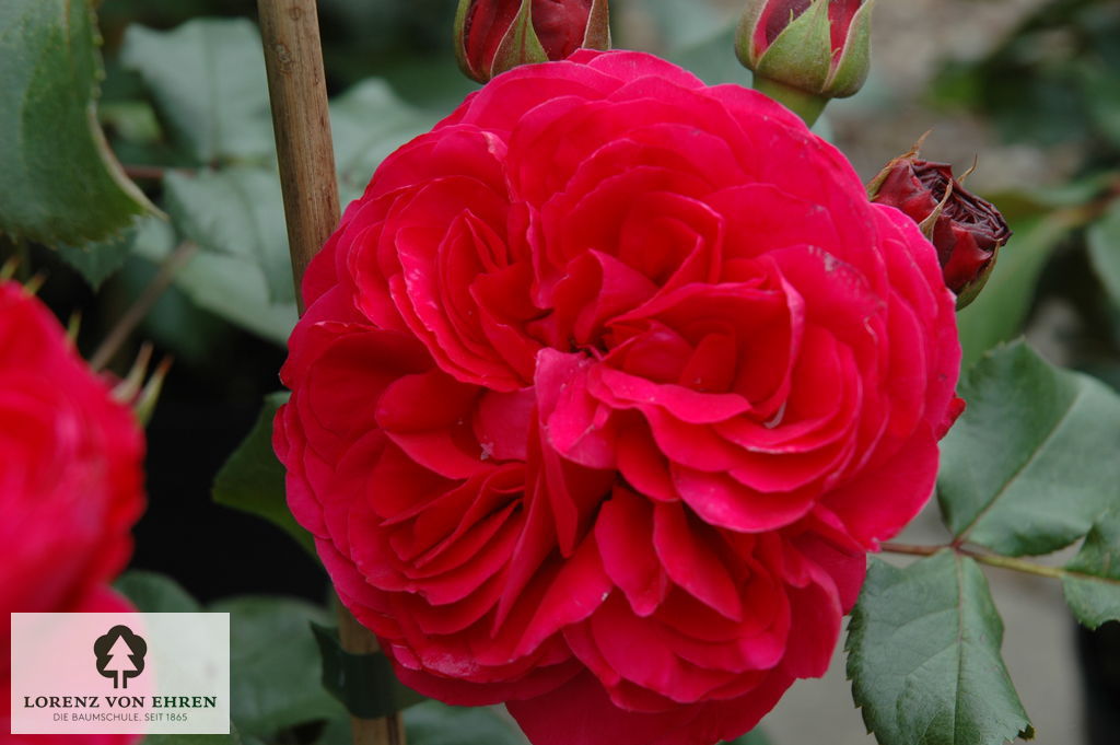 Rosa 'Red Leonardo da Vinci'