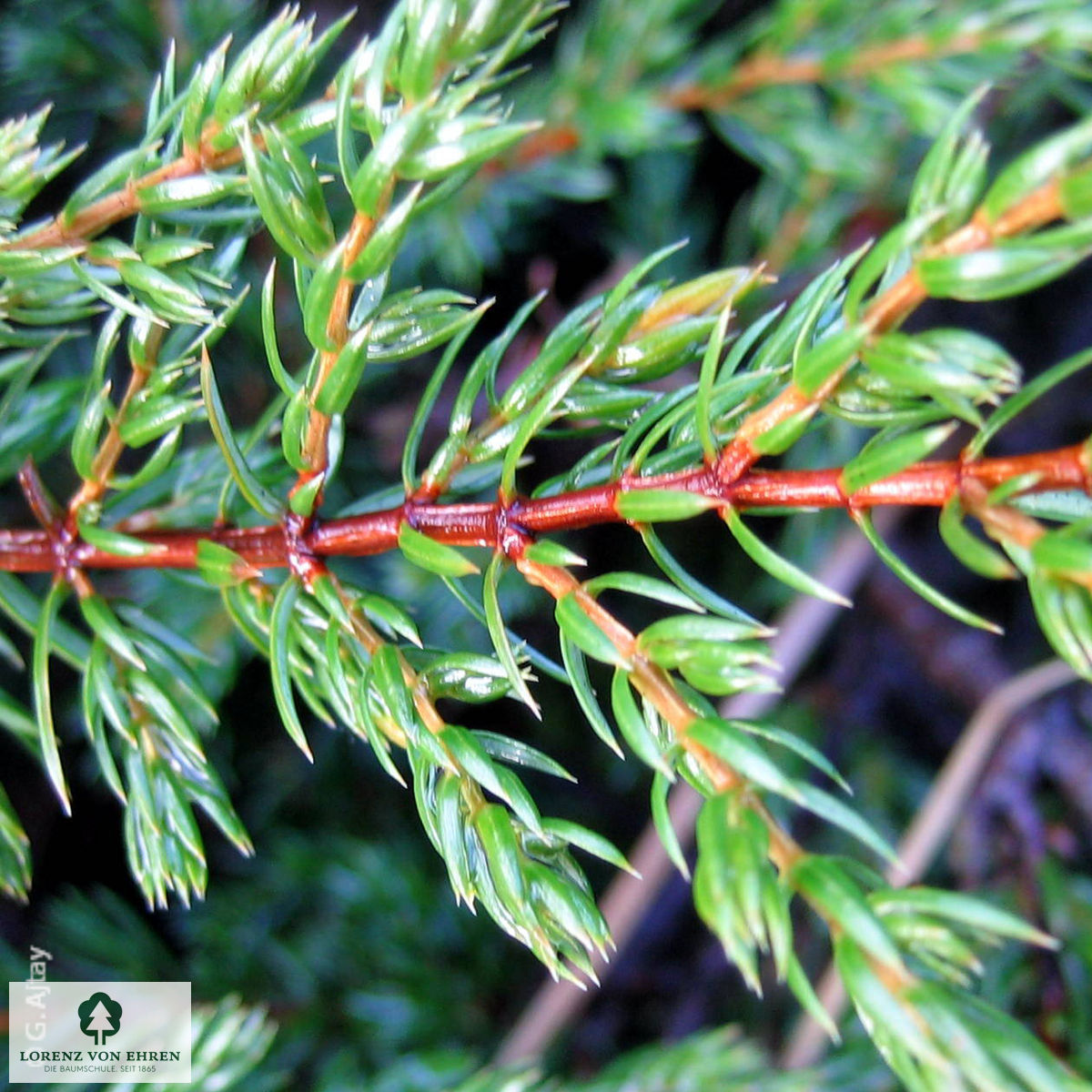 Juniperus communis 'Repanda'