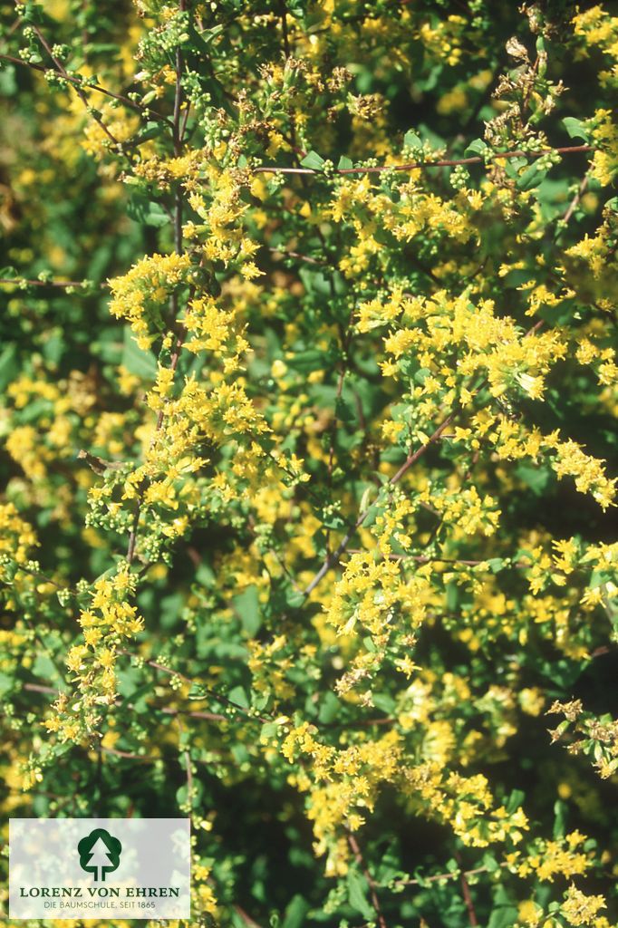 Solidago caesia