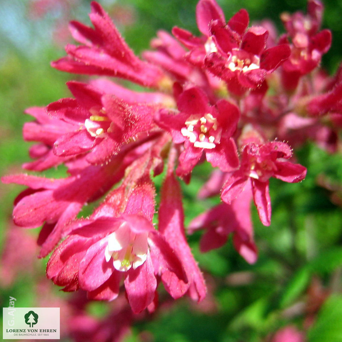 Ribes sanguineum 'King Edward VII'