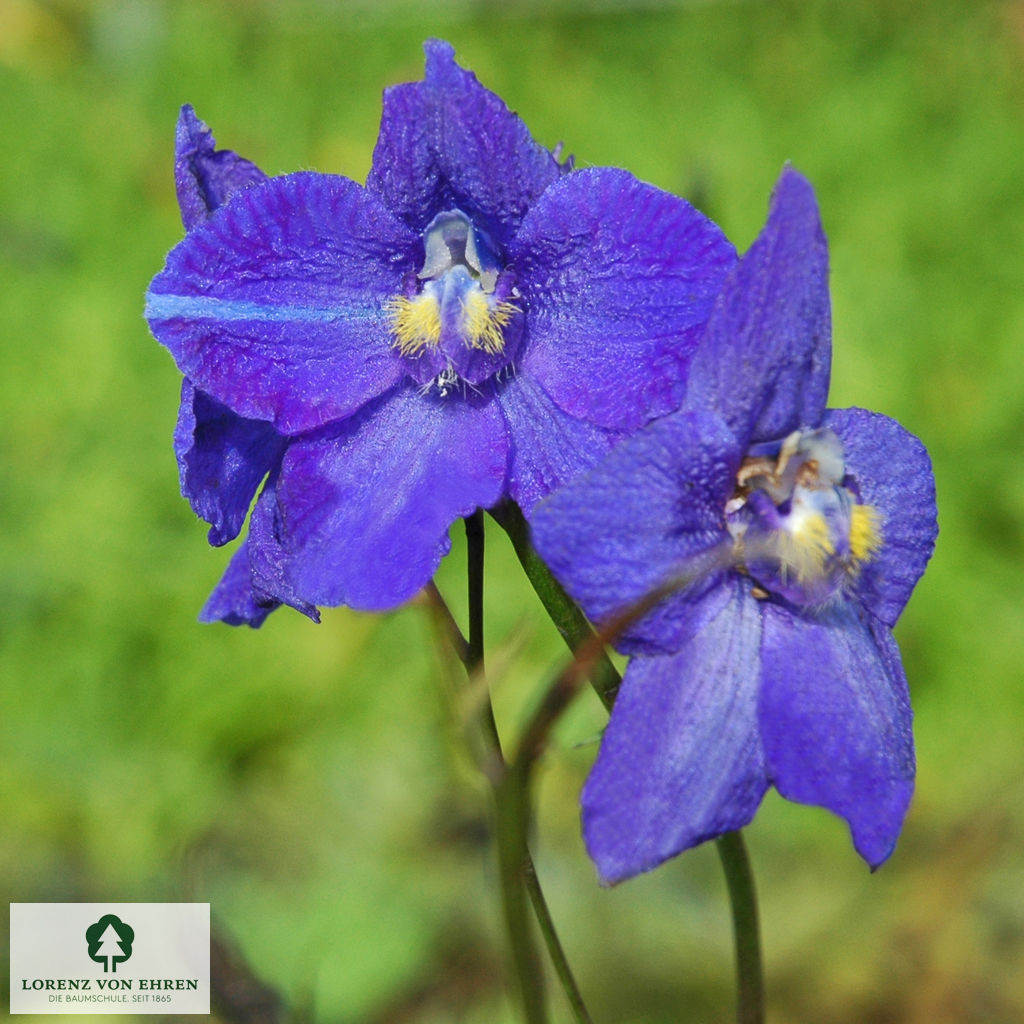 Delphinium Belladonna-Hybride 'Atlantis'