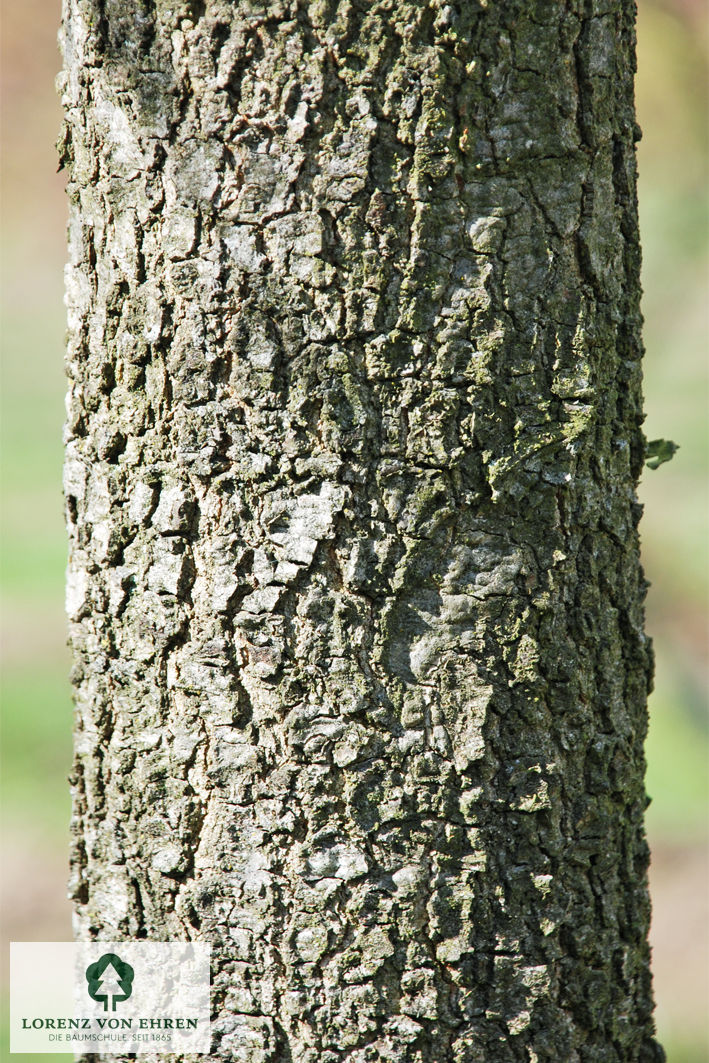 Quercus phellos