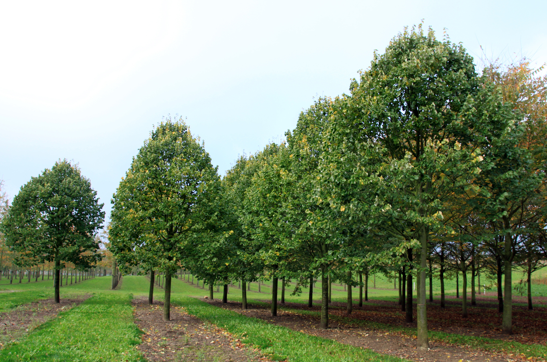 Große sattgrüne Linden