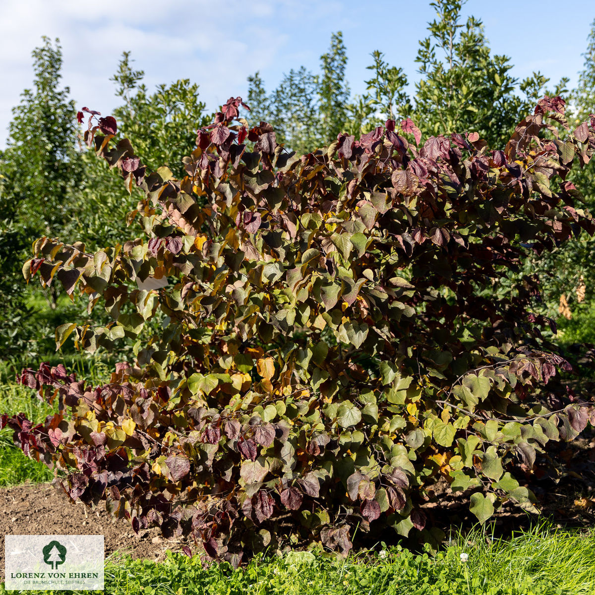 Cercis canadensis 'Forest Pansy'