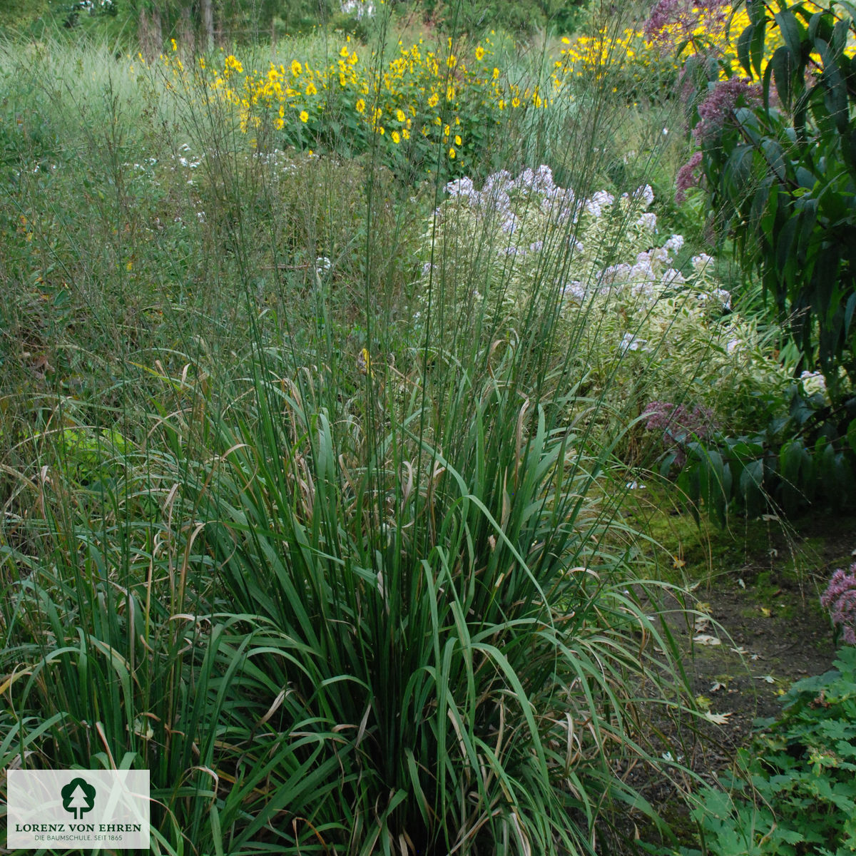 Molinia arundinacea 'Transparent'