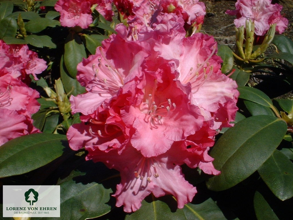 Rhododendron yakushimanum 'Tatjana'