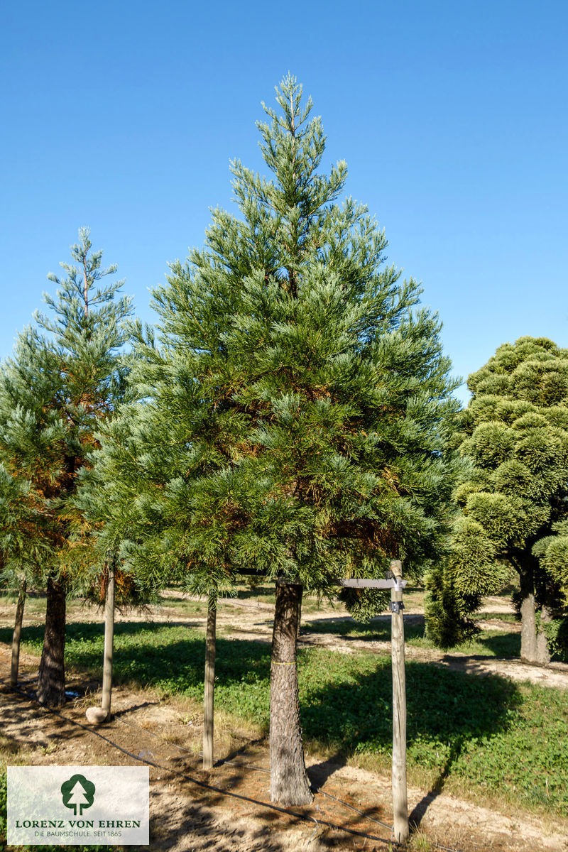 Sequoiadendron giganteum