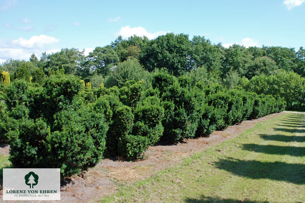 Taxus cuspidata nana