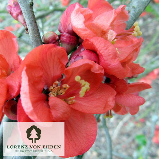 Chaenomeles 'Vesuvius'