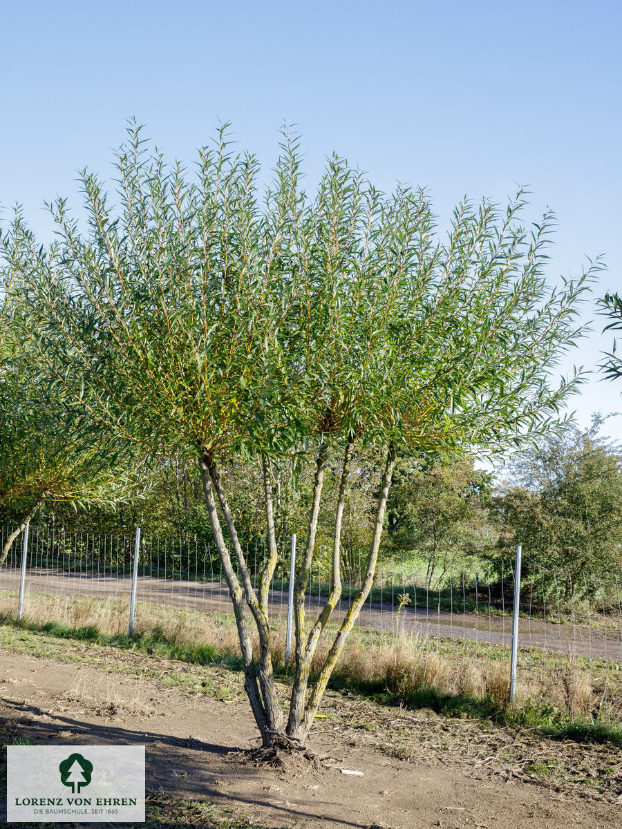 Salix alba 'Chermesina'