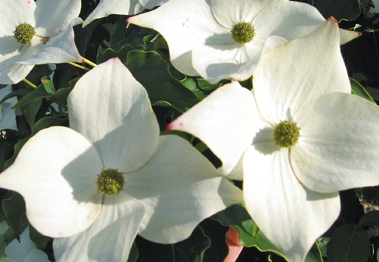 Große, weiße sternförmige Blüten