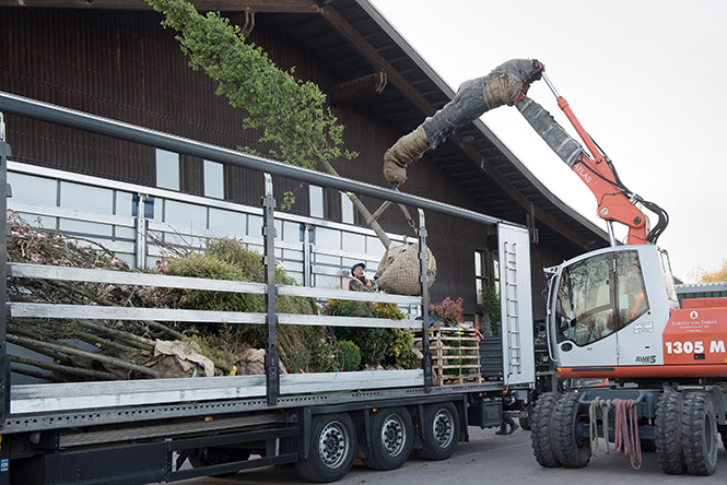 LkW wird mit Bäumen beladen