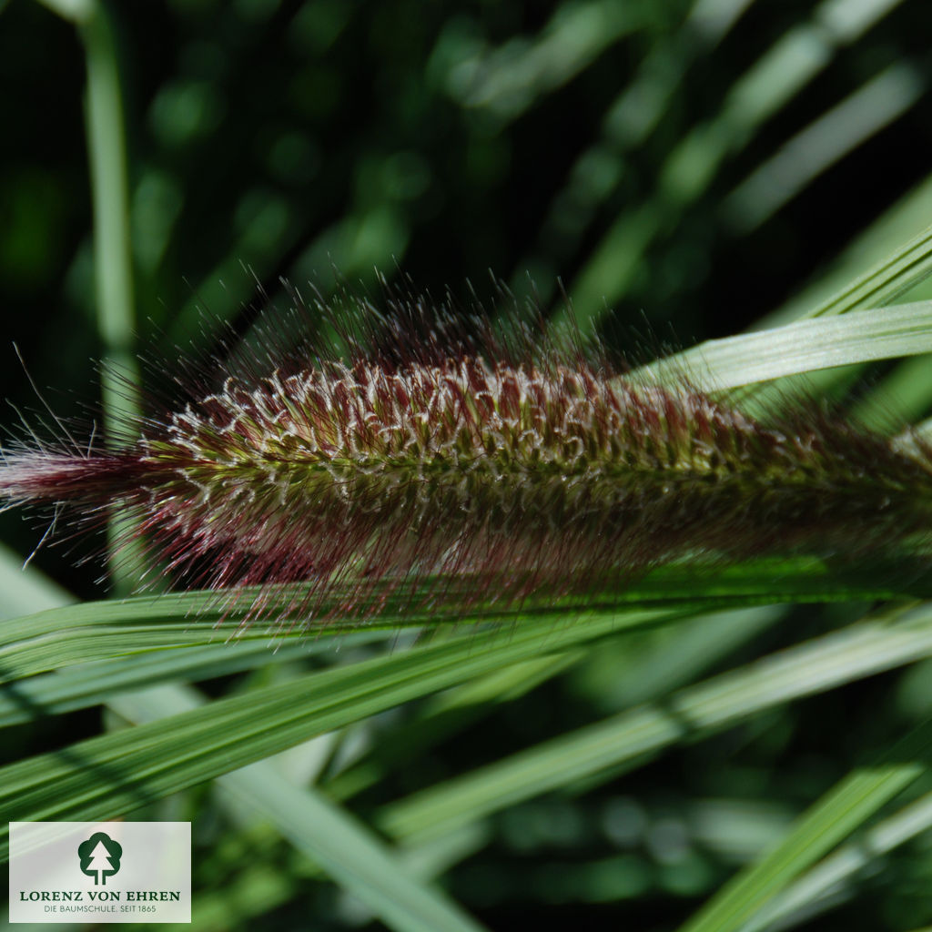 Pennisetum alopecuroides 'Compressum'