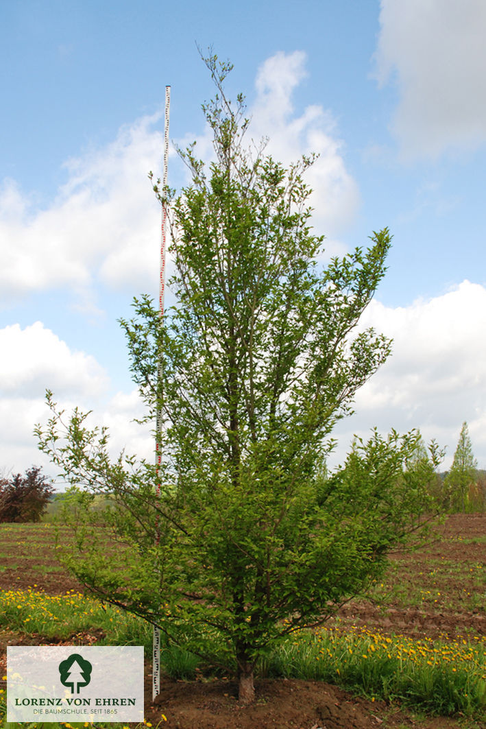 Stewartia pseudocamellia