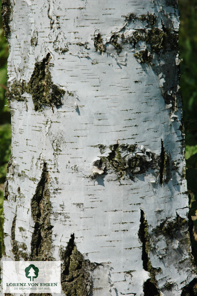 Betula pendula