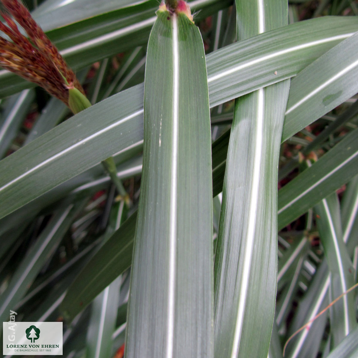 Miscanthus sinensis 'Malepartus'