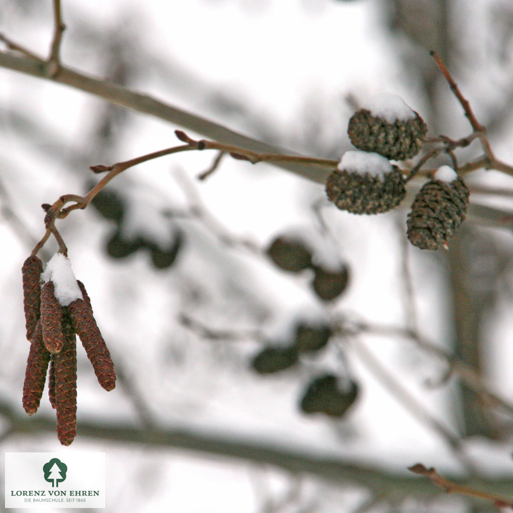 Alnus spaethii