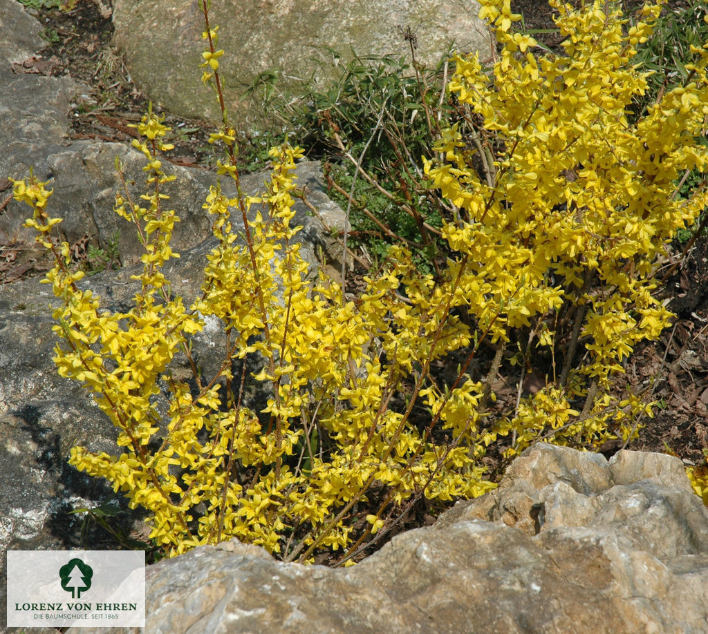 Forsythia 'Week End'