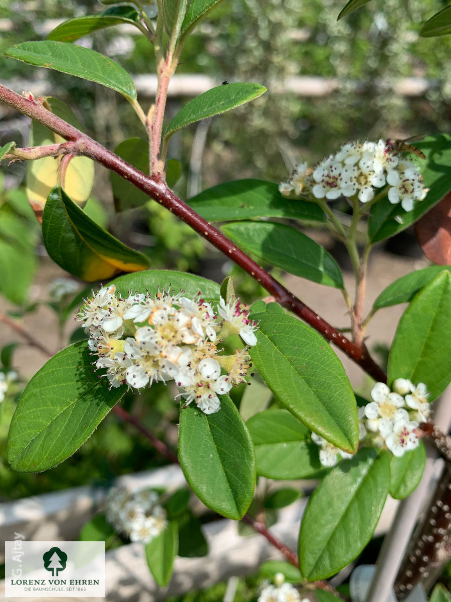 Cotoneaster watereri 'Pendulus'