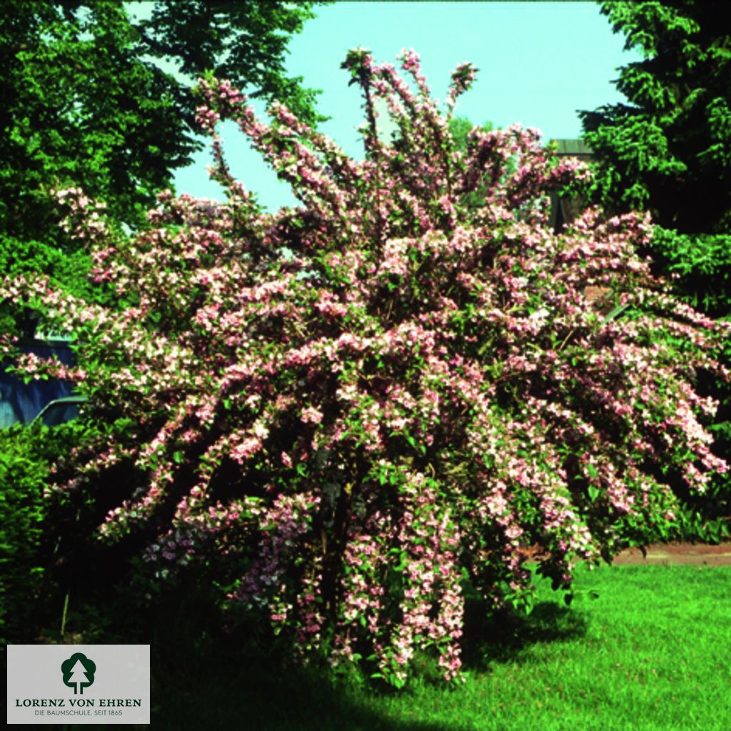 Weigela 'Styriaca'