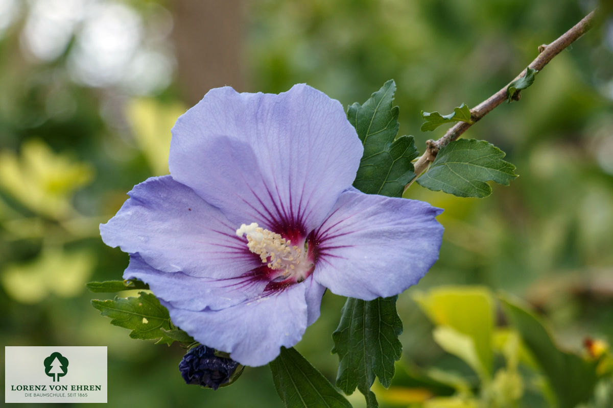 Hibiscus syriacus \'Oiseau Bleu\' LvE | Baumschule