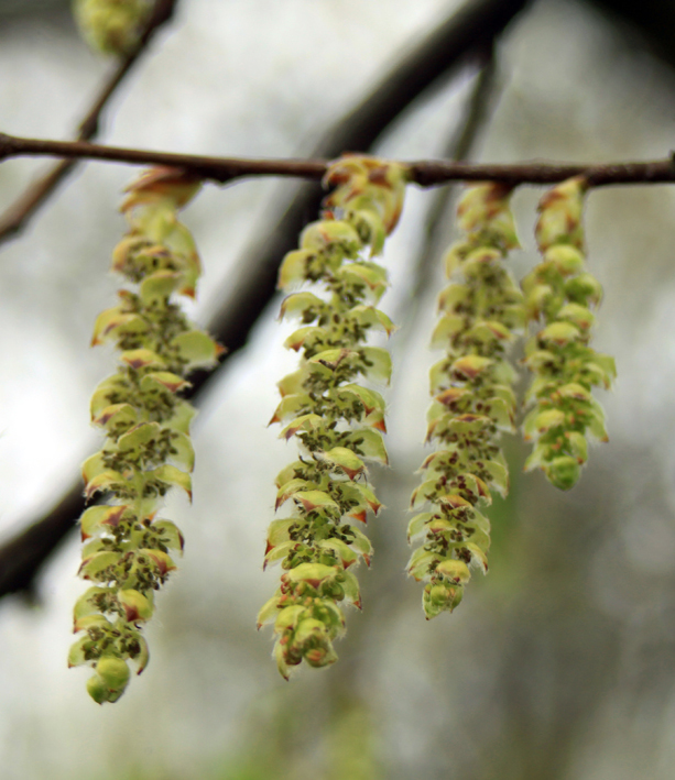 Blüte Carpinus betulus 'Lucas' Hellgelbe, lange Blüte Hainbuche