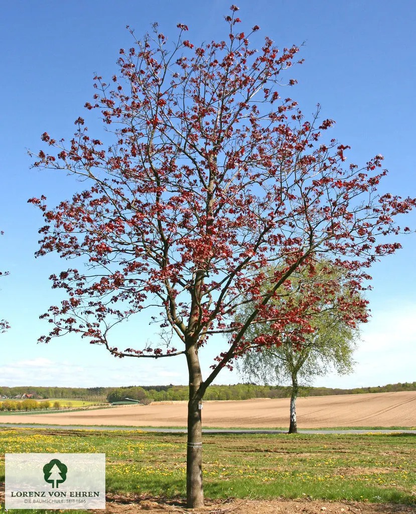 Acer platanoides 'Schwedleri'