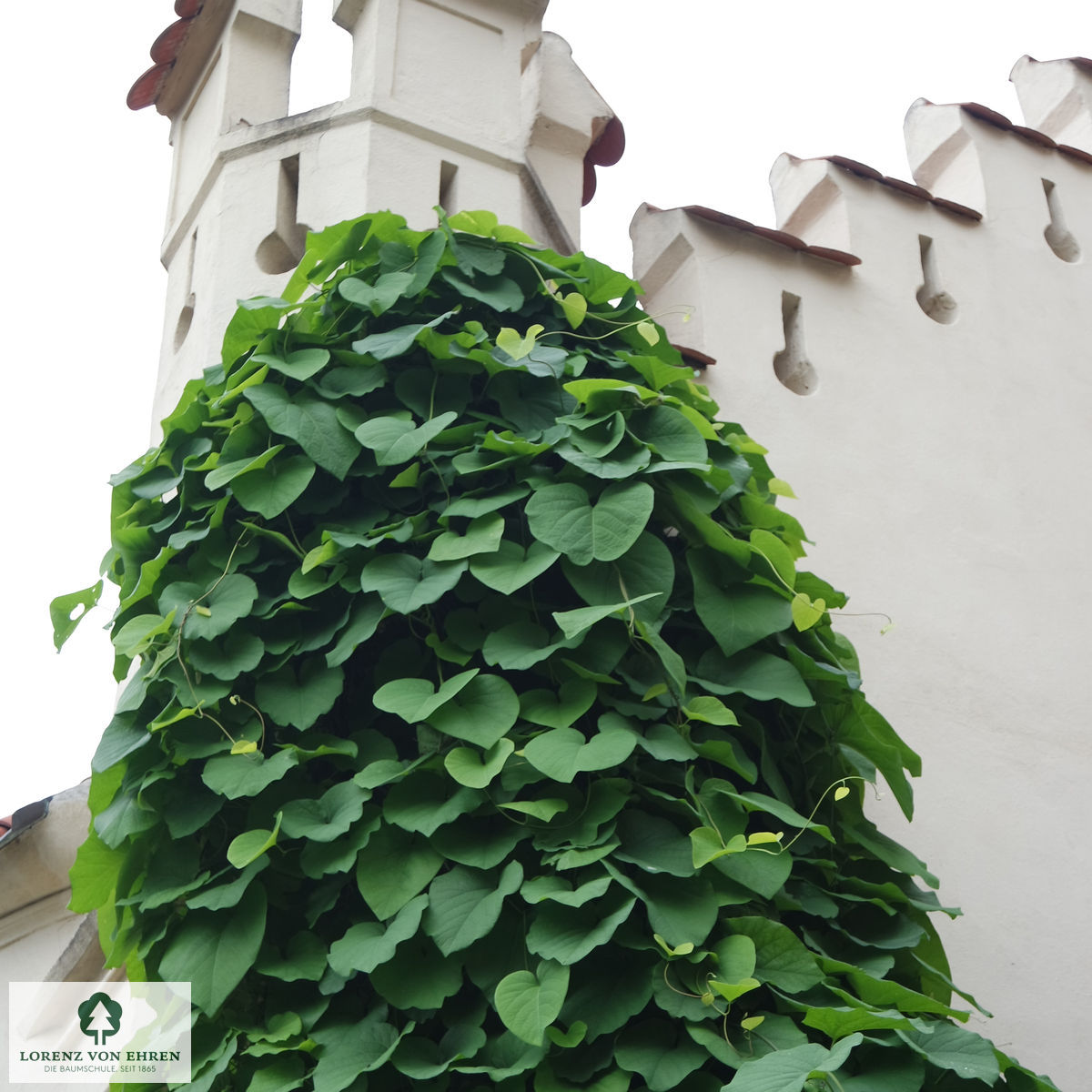 Aristolochia macrophylla