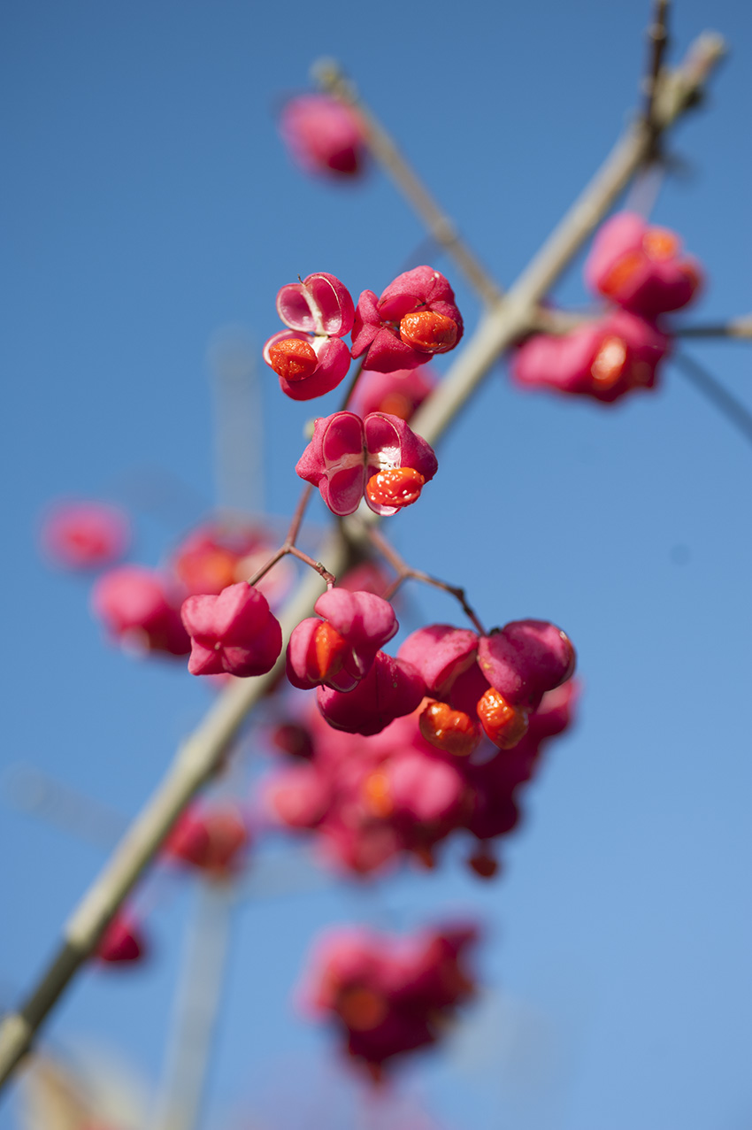 Euonymus yedoensis Unikat