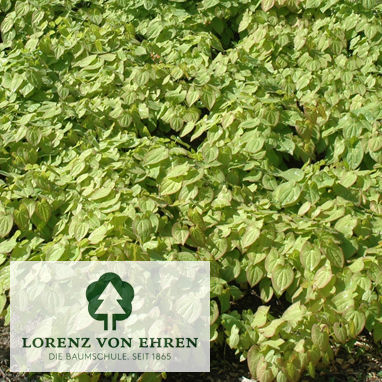 Epimedium pubigerum