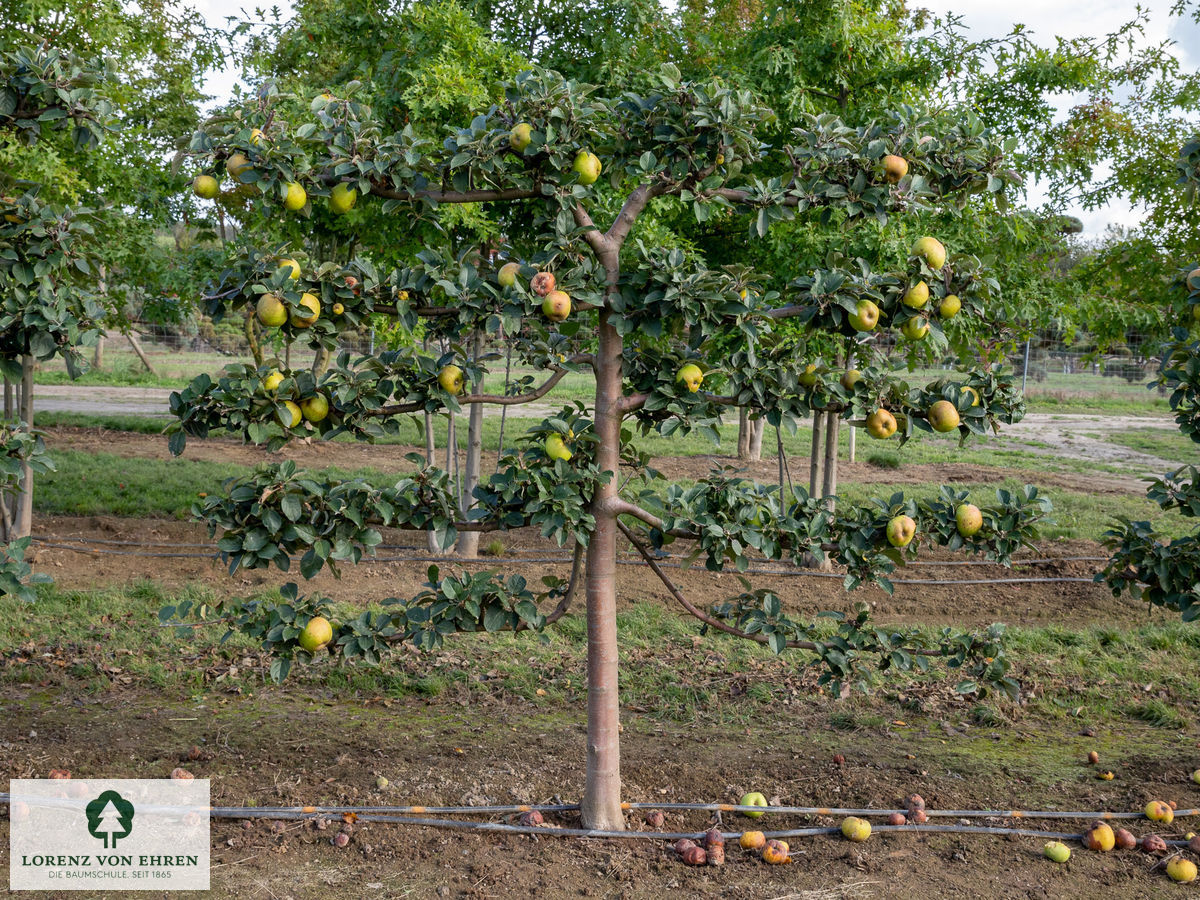 Malus domestica 'Goldparmäne'